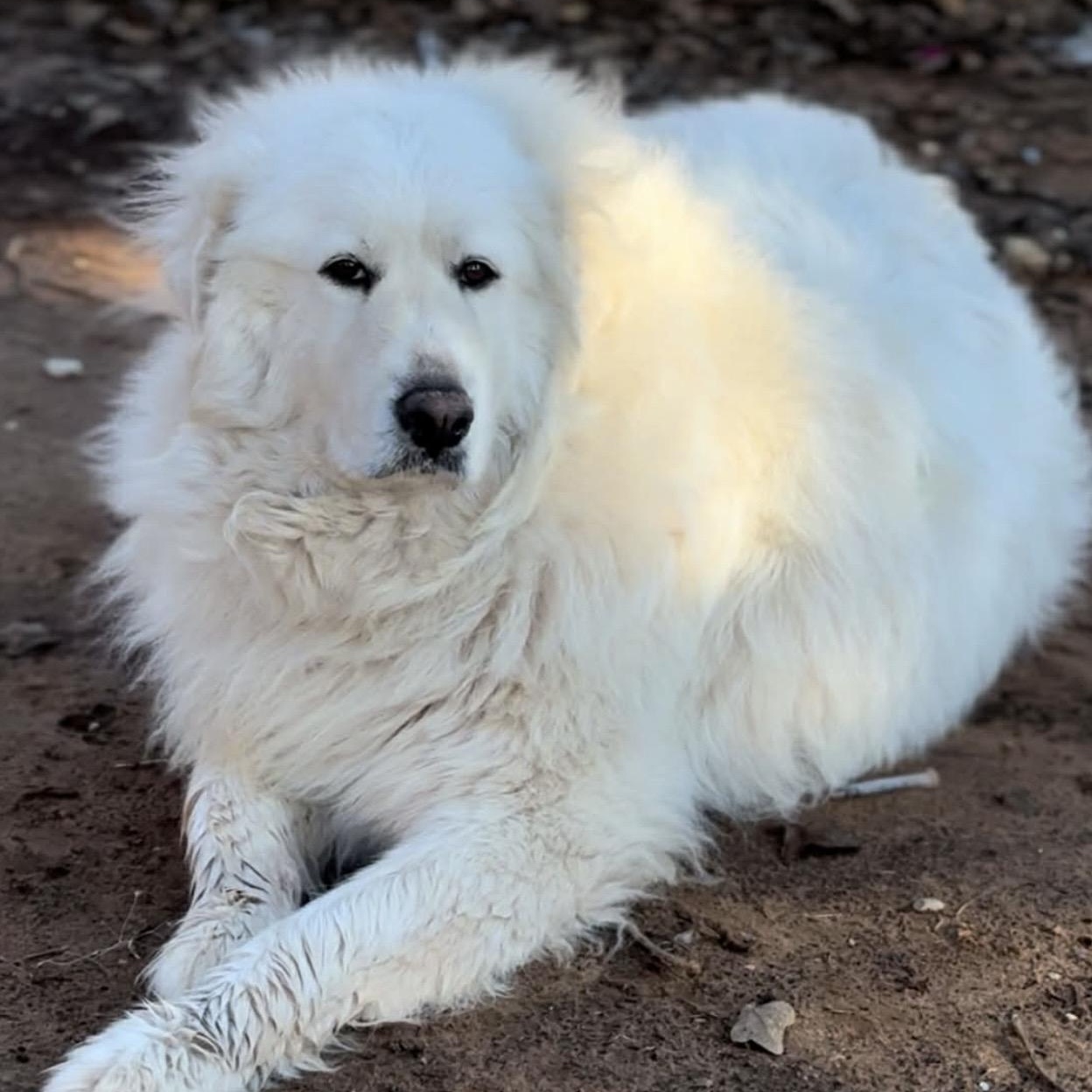 Enlarge Poochie, a Adoptable mixed breed image 5/5