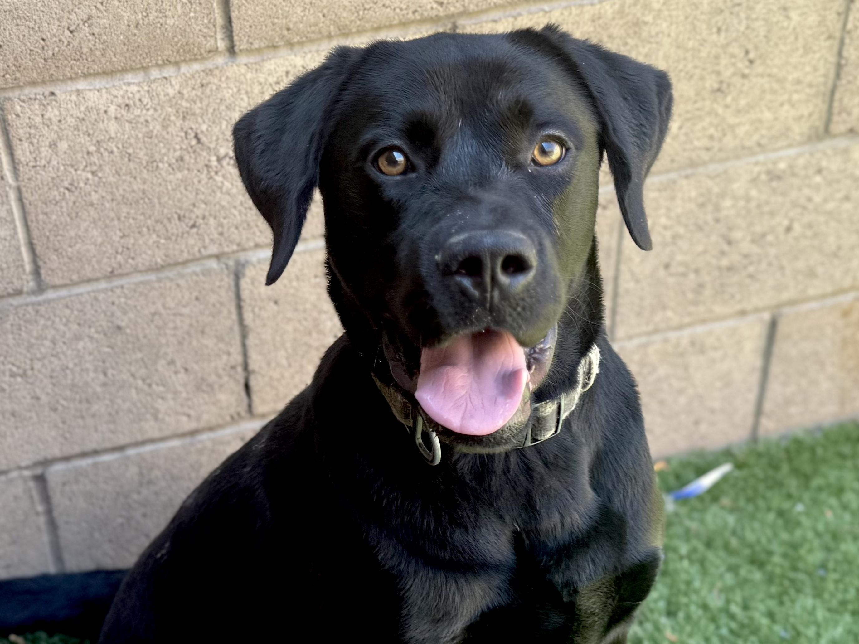 SAVE ME! I'm James - come meet me!, Young Male Labrador Retriever
