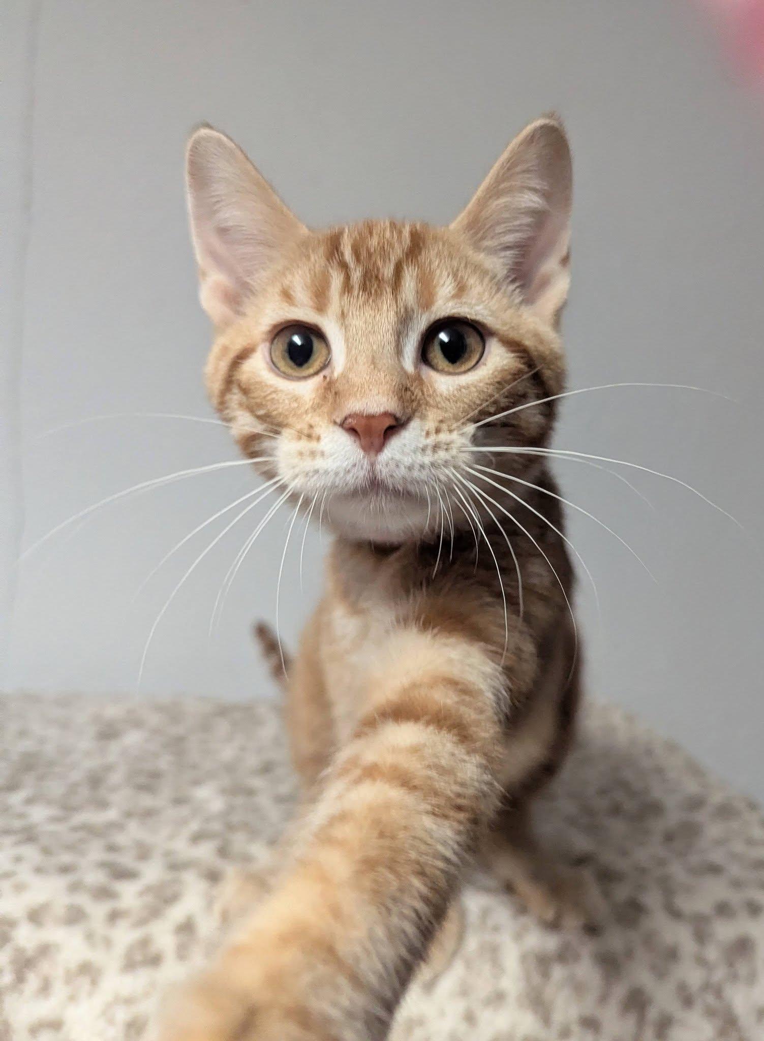 Abby, a ADOPTABLE Domestic Short Hair in Little Falls, MN image 3/4