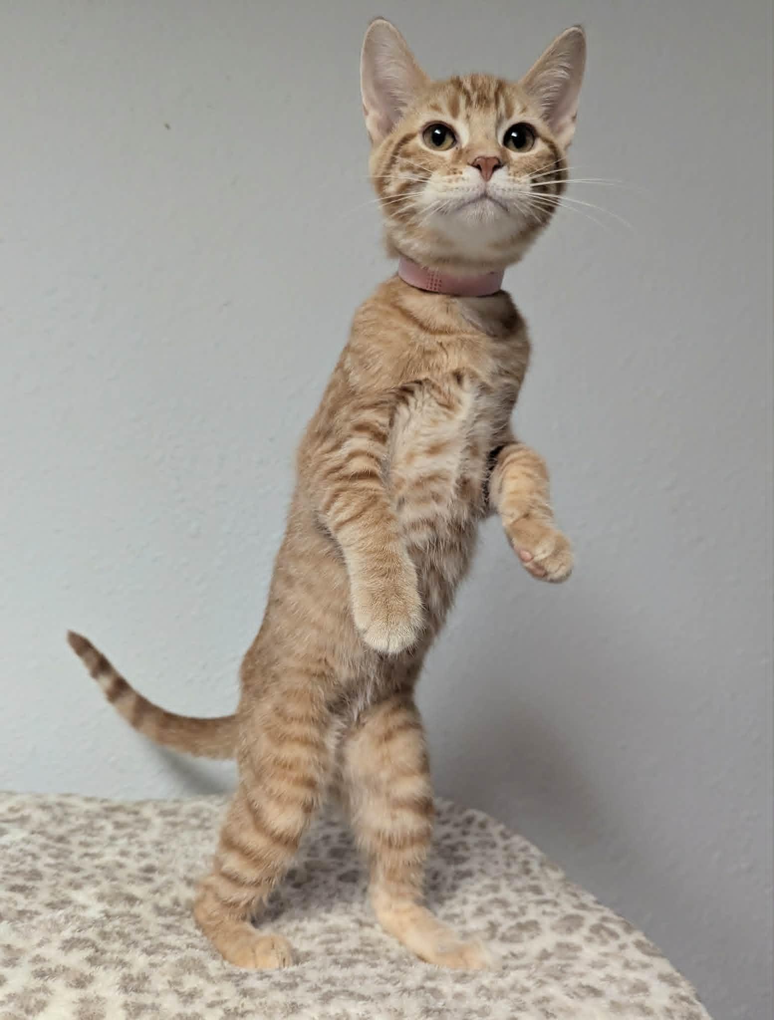 Abby, ADOPTABLE, Kitten Female Domestic Short Hair.