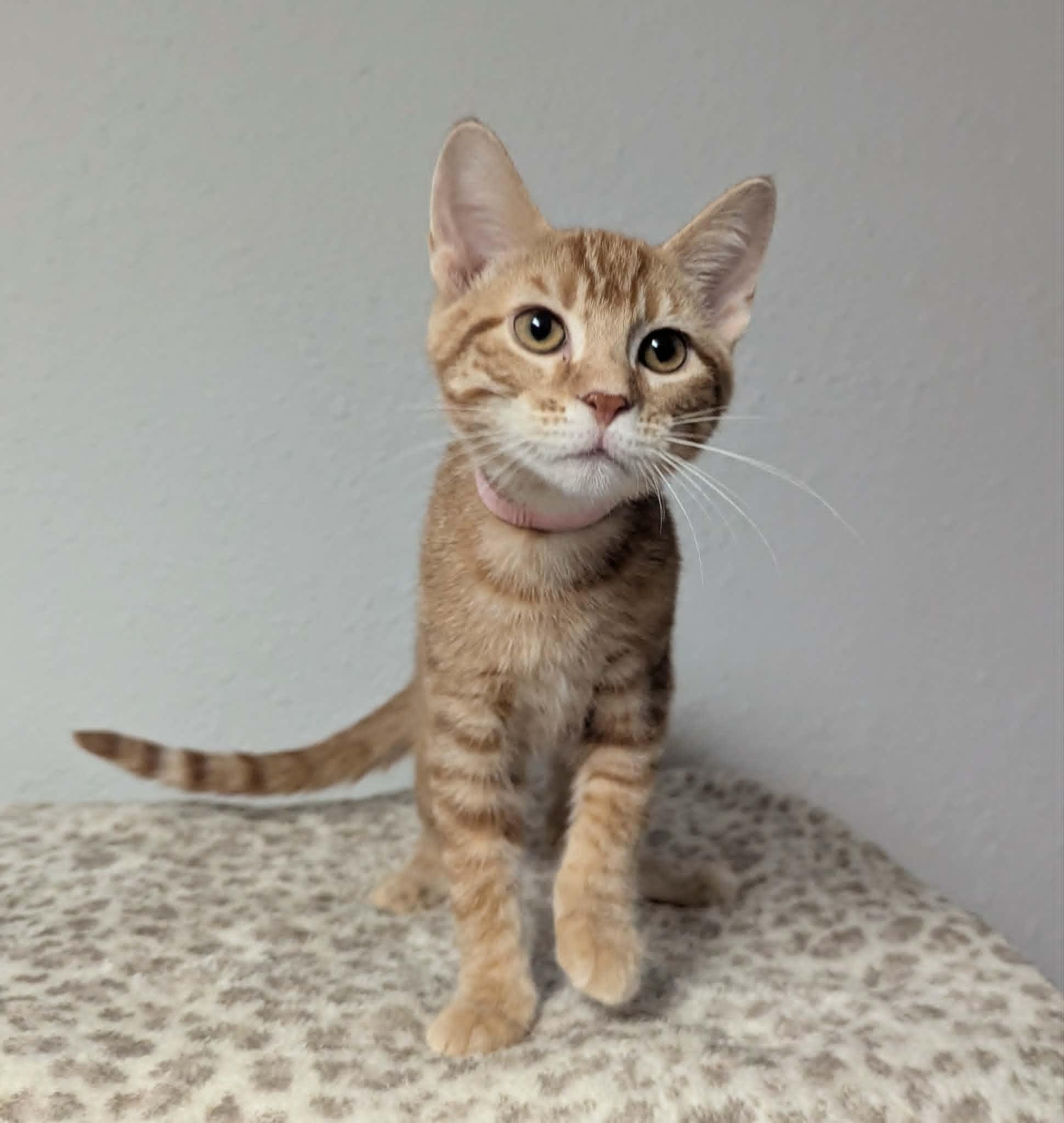 Abby, a ADOPTABLE Domestic Short Hair in Little Falls, MN image 2/4