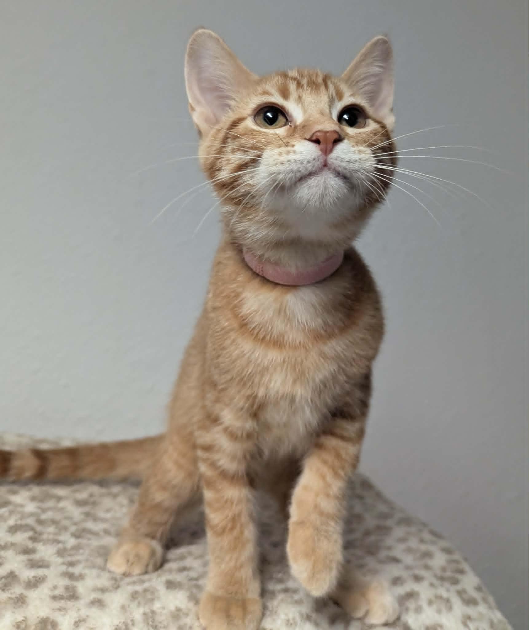 Abby, a ADOPTABLE Domestic Short Hair in Little Falls, MN image 4/4