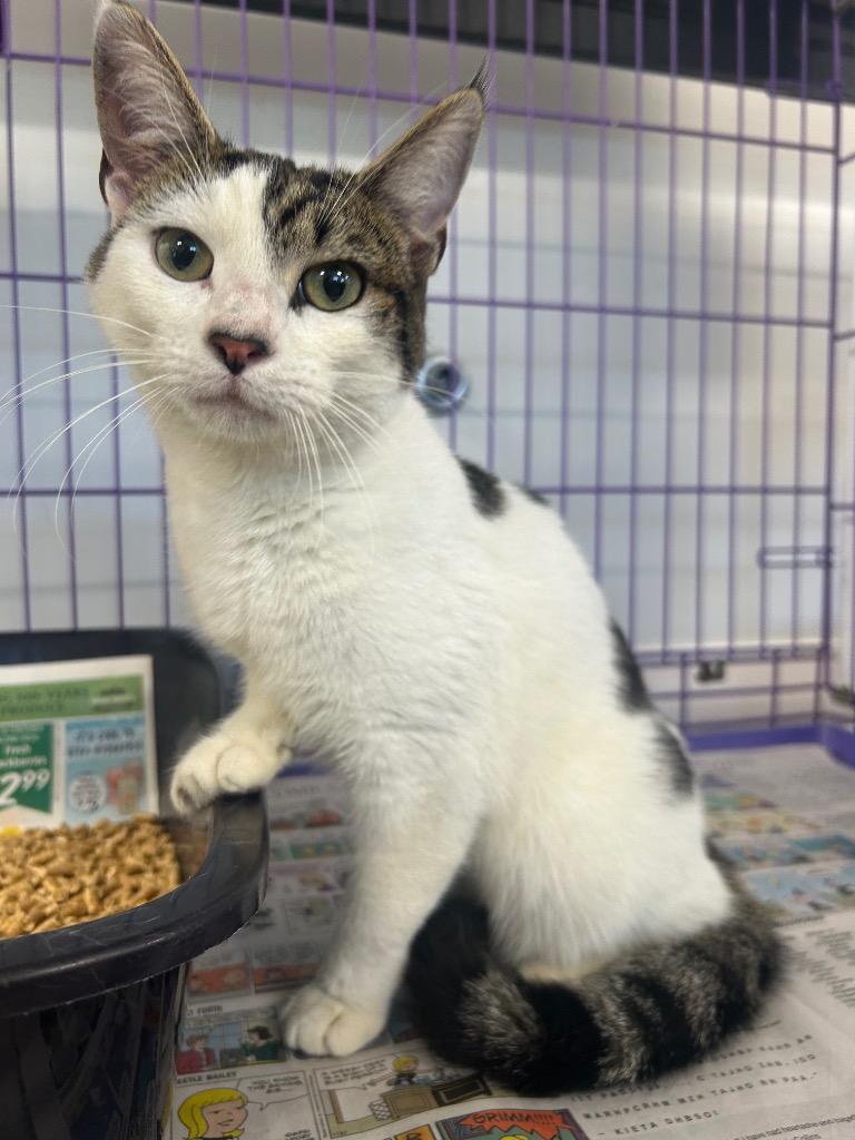 Enlarge Dara, a Adopted mixed breed in Denham Springs, LA image 1/1