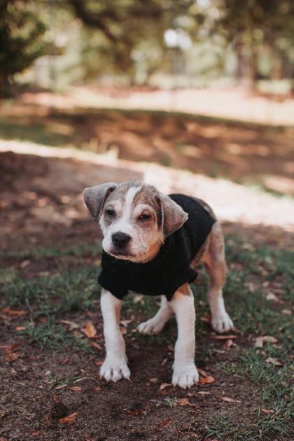 91372a Rudy, Adoptable, Young Male American Staffordshire Terrier & Mixed Breed.