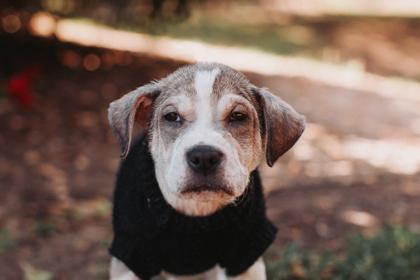 91372a Rudy, a Adoptable mixed breed in North Charleston, SC image 2/3