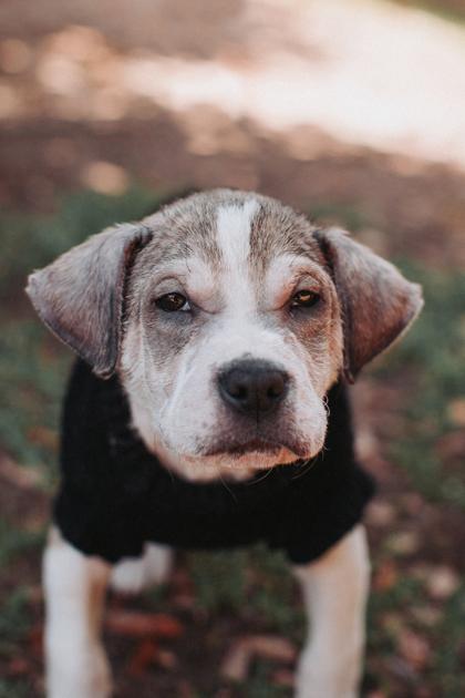 91372a Rudy, a Adoptable mixed breed in North Charleston, SC image 3/3