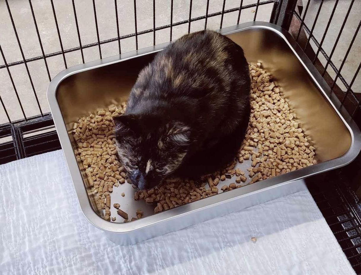 Enlarge Shelly, a Adoptable Tortoiseshell in Stover, MO image 1/1