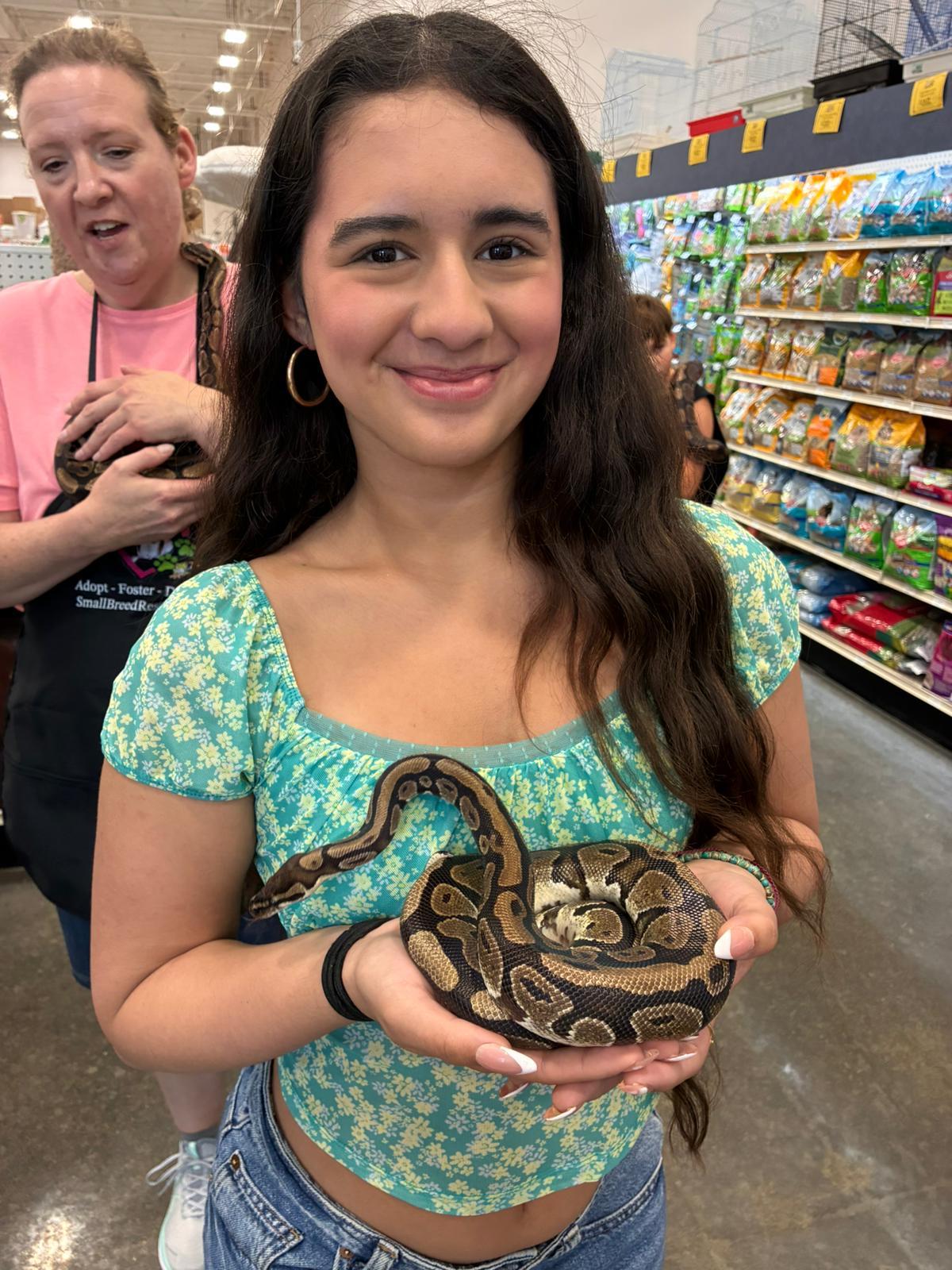 Enlarge Elf #12516, a ADOPTABLE Ball Python in Vista, CA image 2/6
