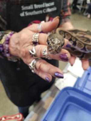 Enlarge Elf #12516, a ADOPTABLE Ball Python in Vista, CA image 3/6