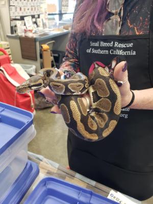 Elf #12516, ADOPTABLE, Young Unknown Ball Python.