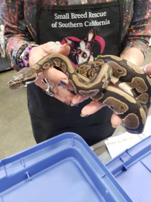 Enlarge Elf #12516, a ADOPTABLE Ball Python in Vista, CA image 6/6