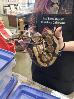 Enlarge Elf #12516, a ADOPTABLE Ball Python in Vista, CA image 4/6