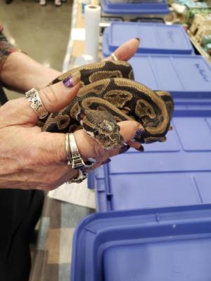 Enlarge Elf #12516, a ADOPTABLE Ball Python in Vista, CA image 5/6