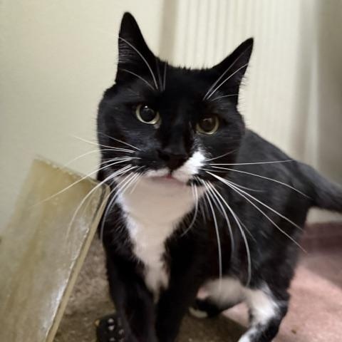 Enlarge Harlow, a Adoptable Domestic Short Hair in Saranac Lake, NY image 1/2