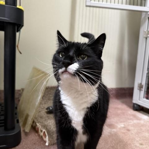 Enlarge Harlow, a Adoptable Domestic Short Hair in Saranac Lake, NY image 2/2