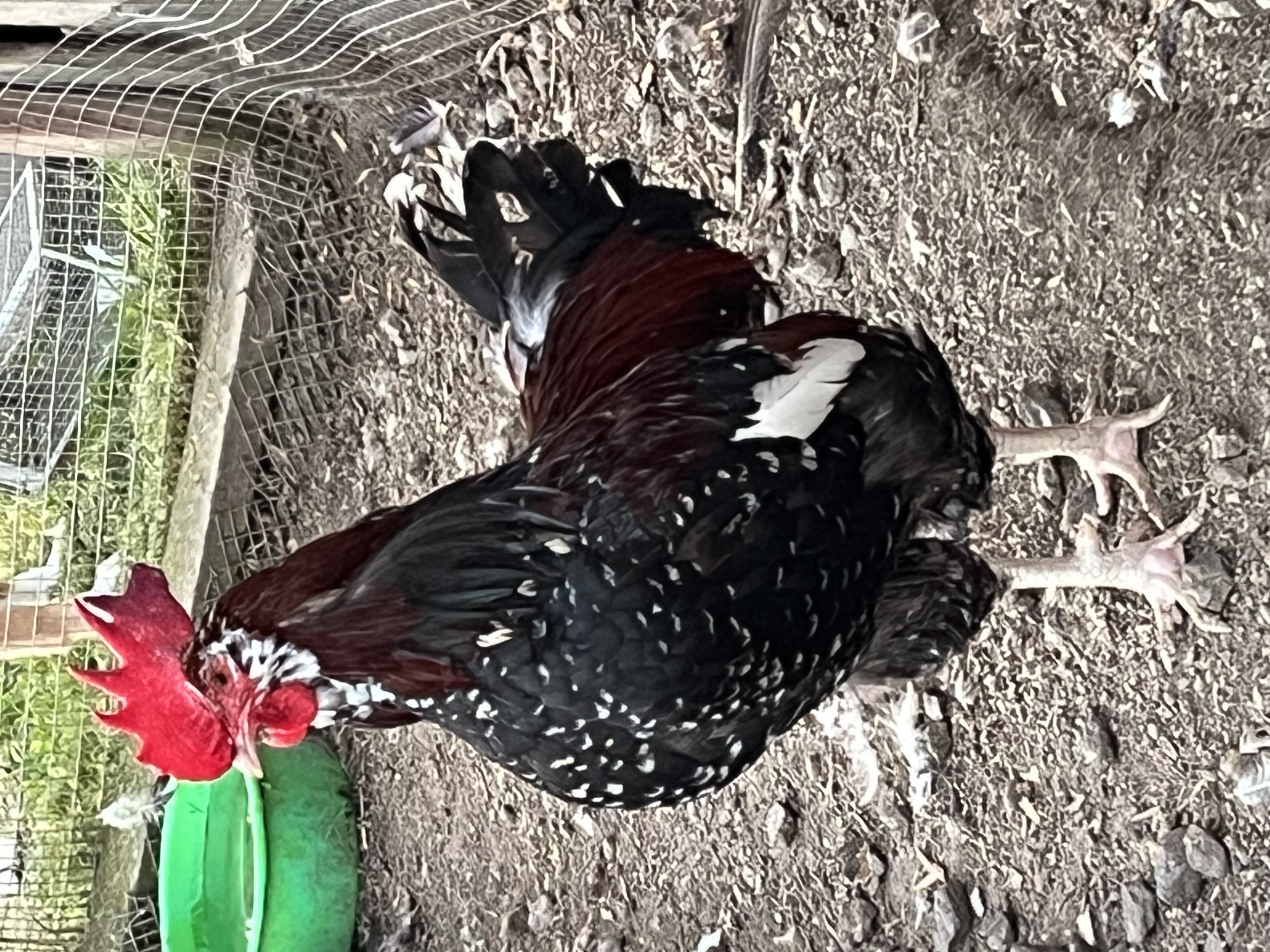 Enlarge Roosters, a Adoptable Chicken in Quilcene, WA image 1/6
