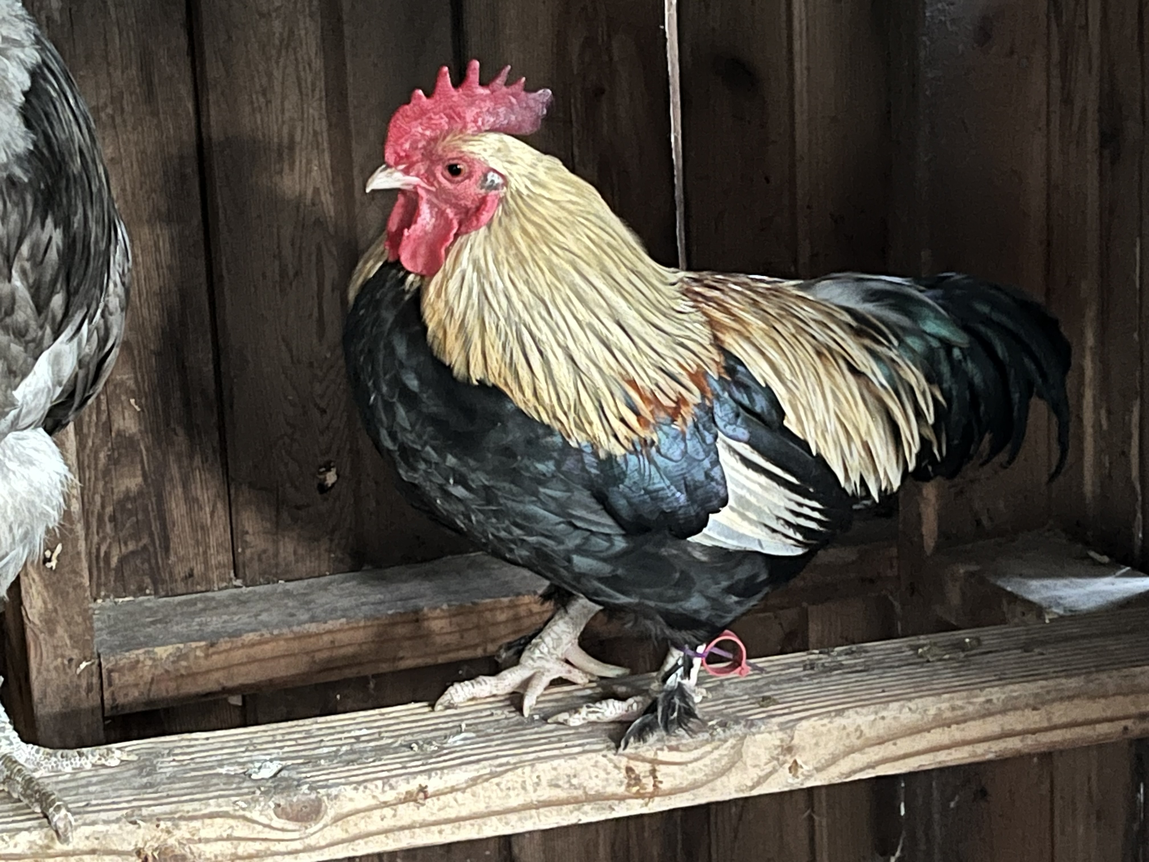 Enlarge Roosters, a Adoptable Chicken in Quilcene, WA image 2/6