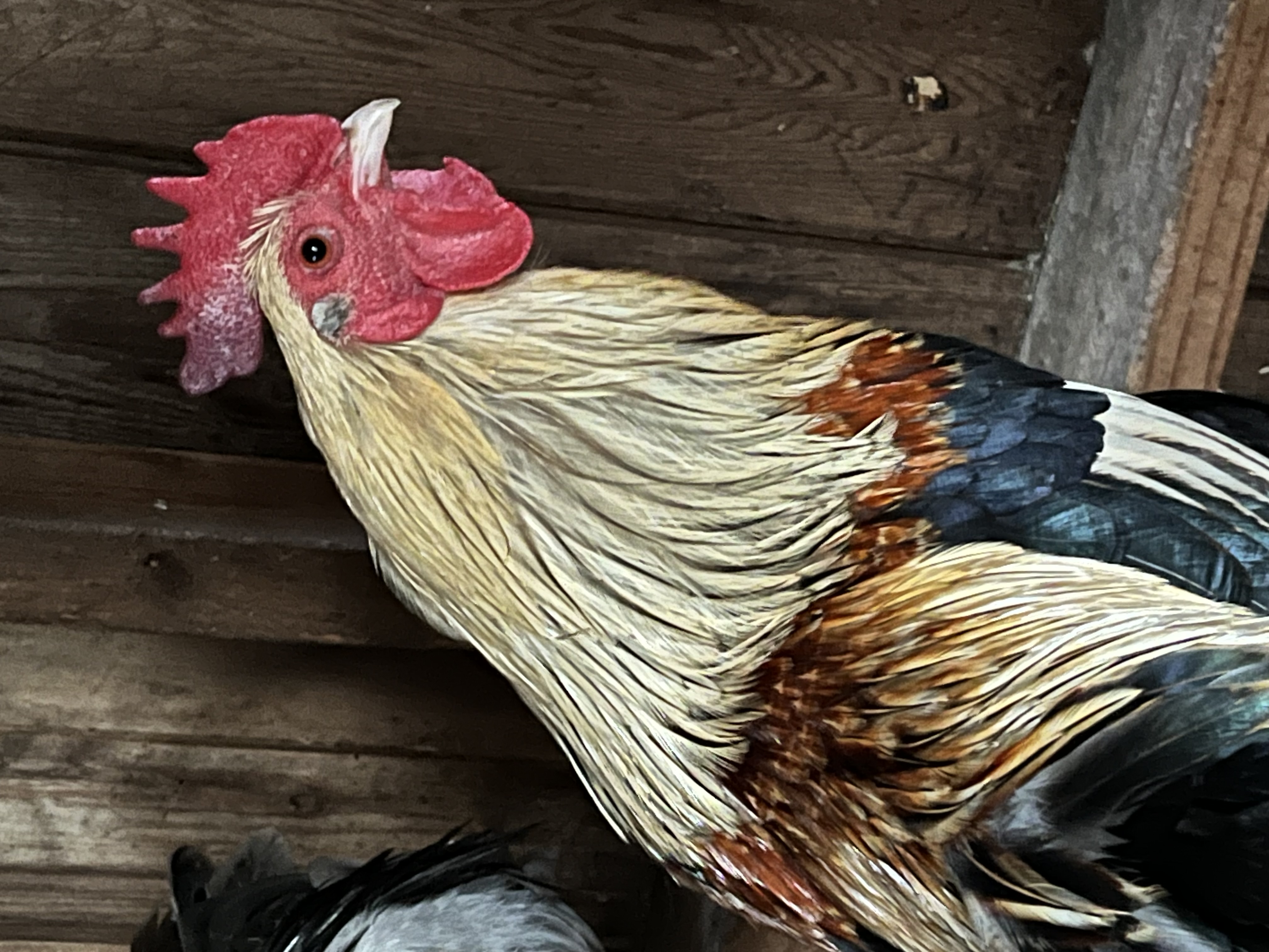 Enlarge Roosters, a Adoptable Chicken in Quilcene, WA image 3/6
