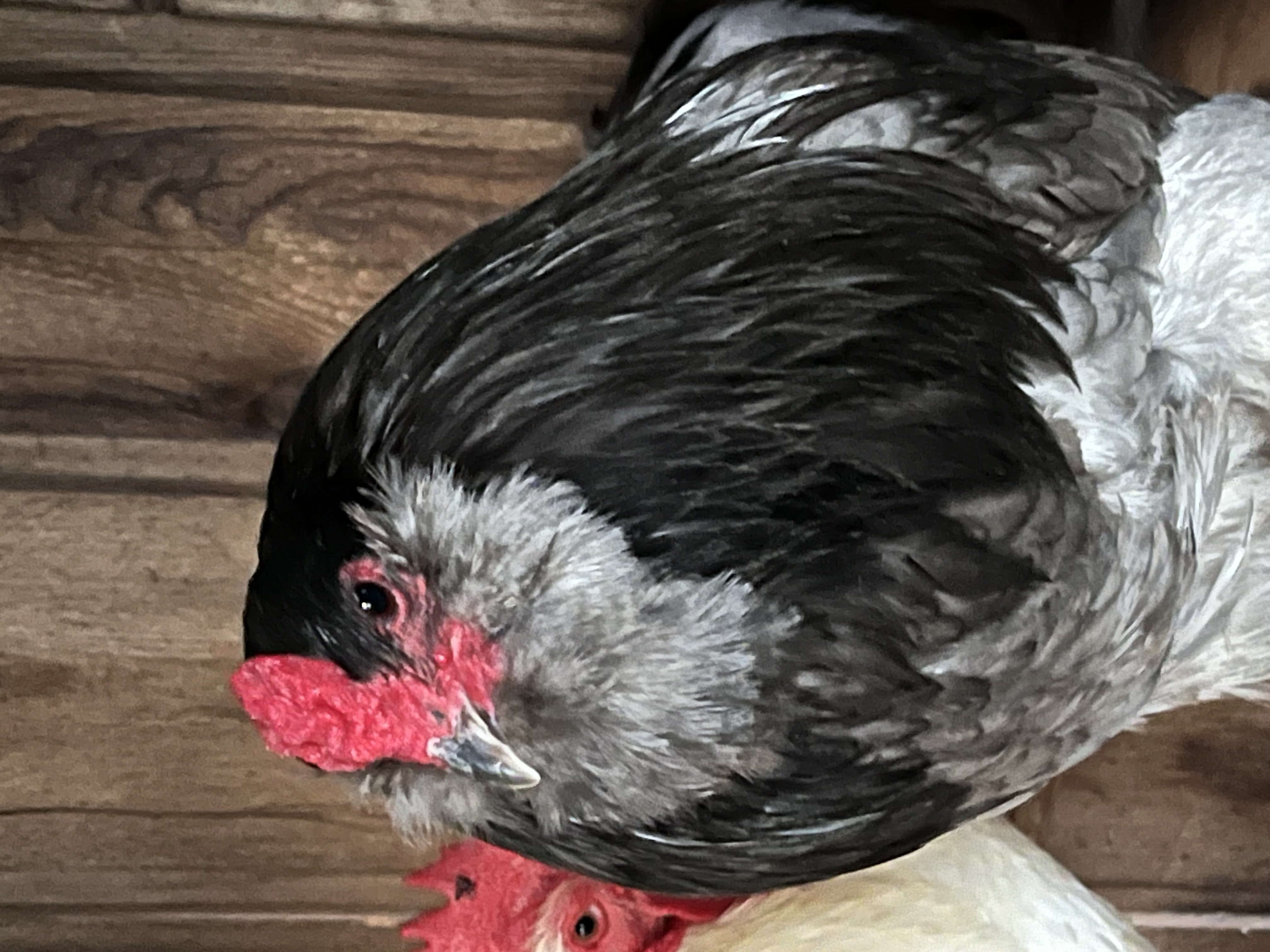 Enlarge Roosters, a Adoptable Chicken in Quilcene, WA image 4/6