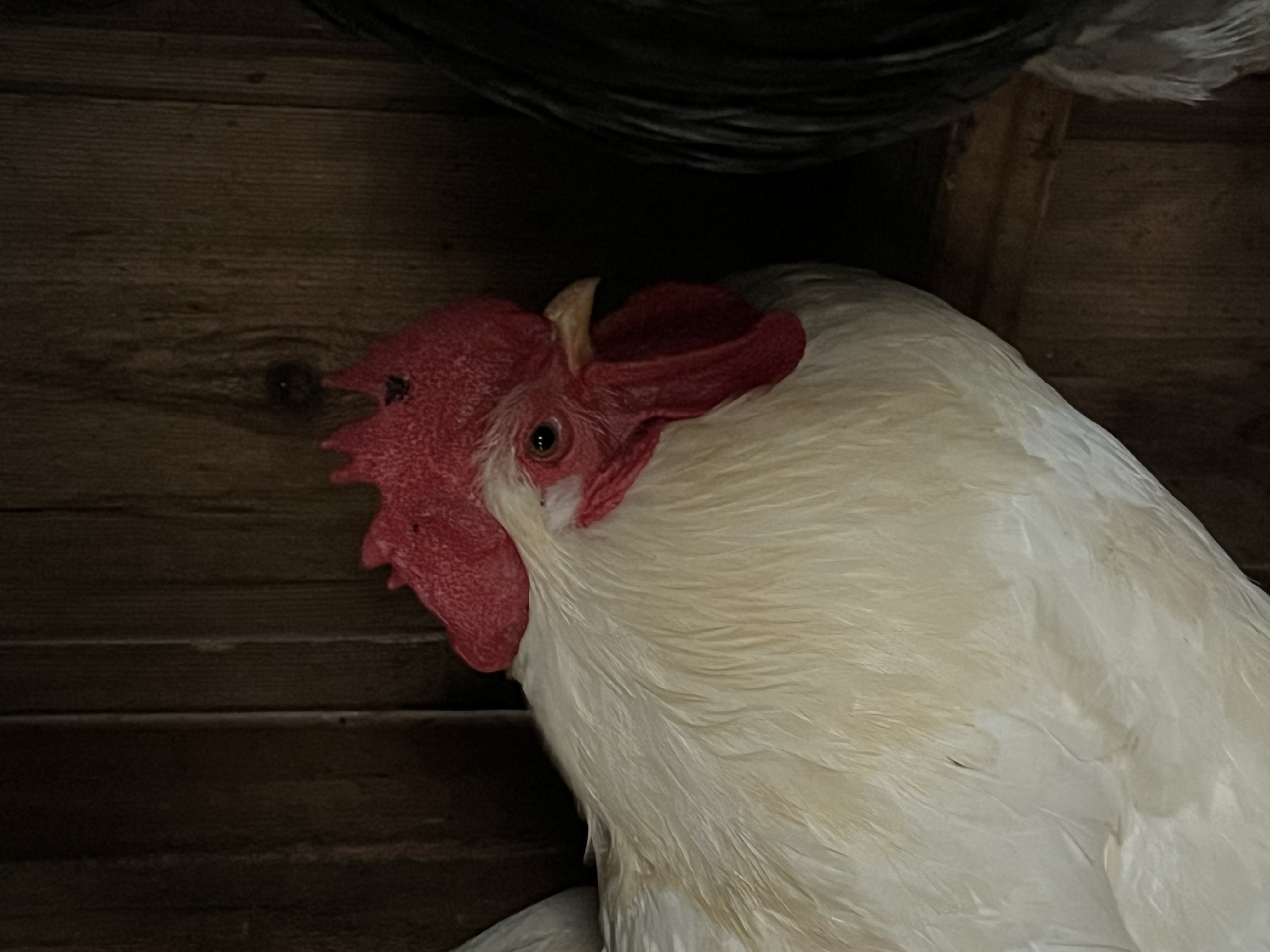 Enlarge Roosters, a Adoptable Chicken in Quilcene, WA image 5/6