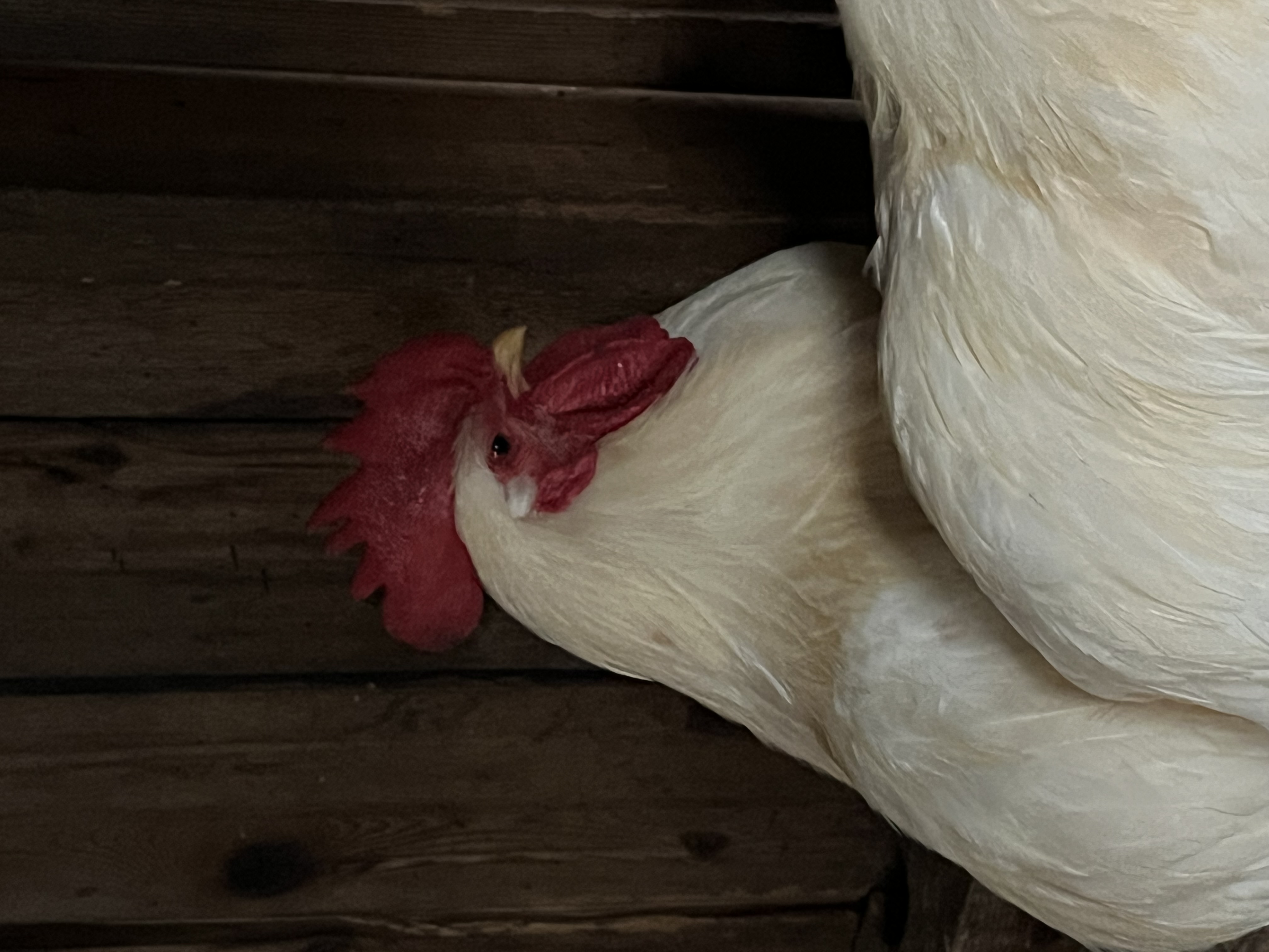 Enlarge Roosters, a Adoptable Chicken in Quilcene, WA image 6/6
