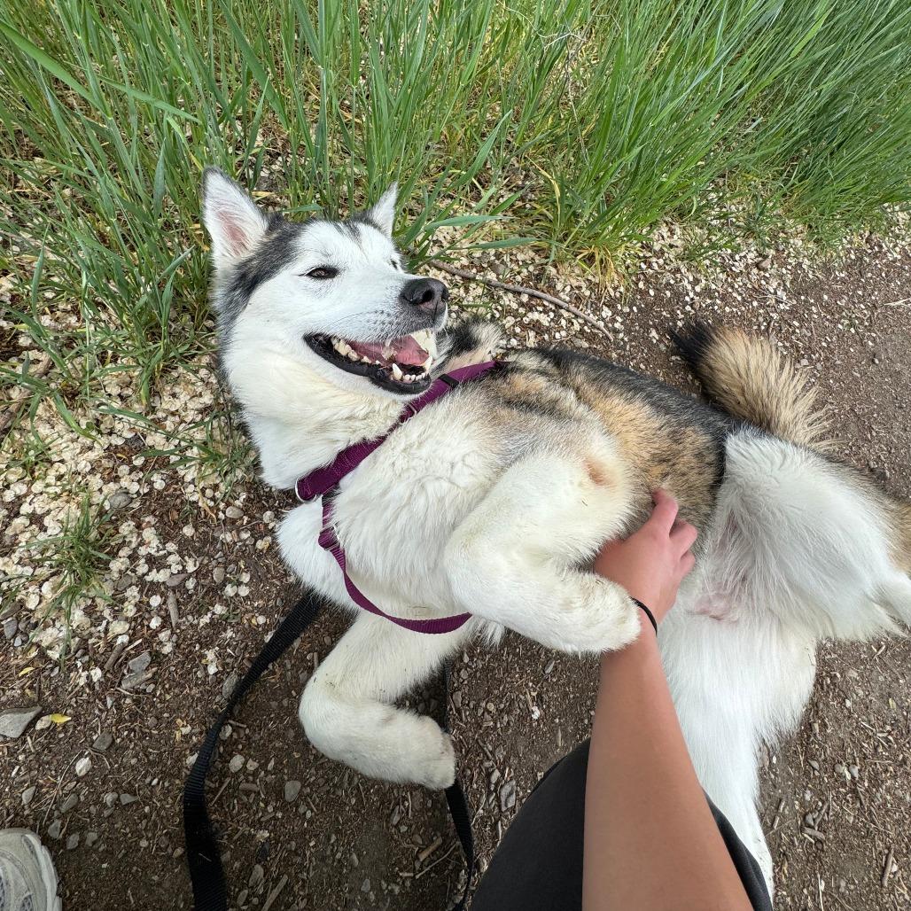Nakita, Adoptable, Adult Female Siberian Husky.