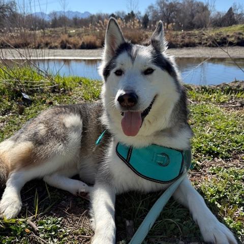 Enlarge Nakita, a Adoptable Siberian Husky in Murray, UT image 2/6