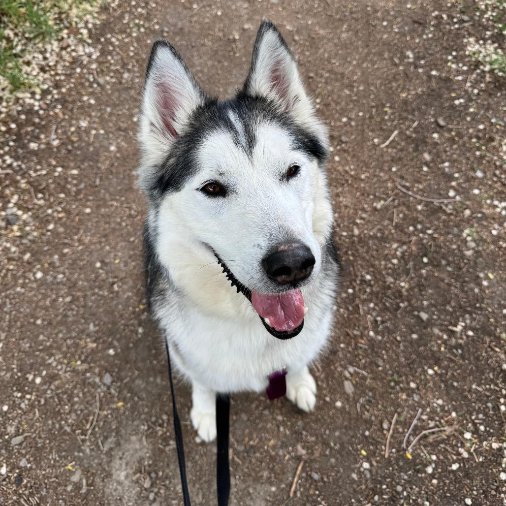 Enlarge Nakita, a Adoptable Siberian Husky in Murray, UT image 3/6