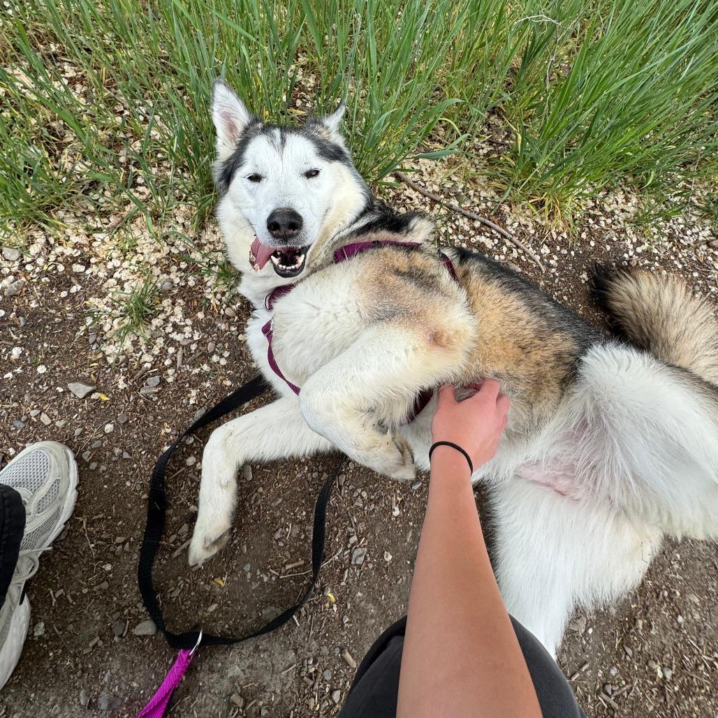 Enlarge Nakita, a Adoptable Siberian Husky in Murray, UT image 5/6