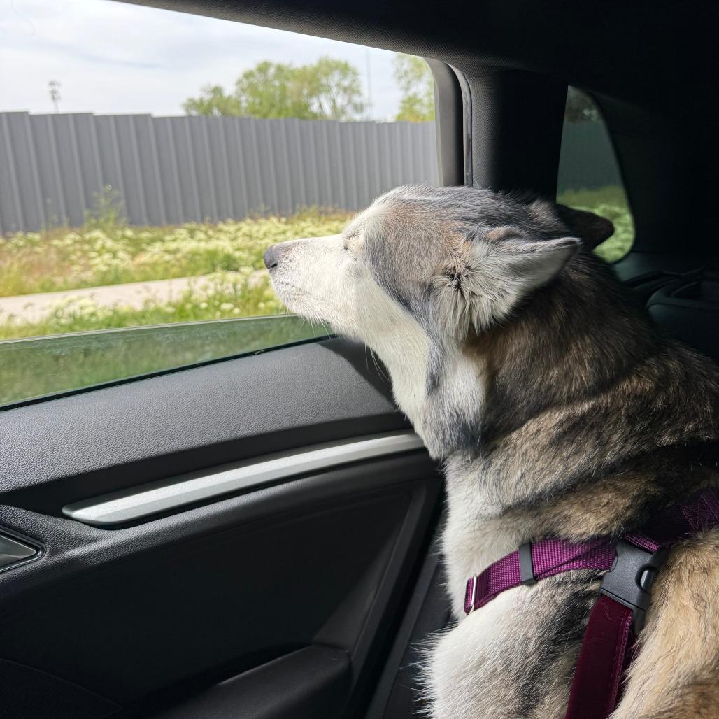 Enlarge Nakita, a Adoptable Siberian Husky in Murray, UT image 6/6