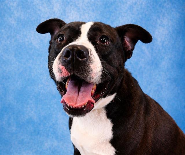 Enlarge GOOFY, a Adoptable mixed breed in Pearland, TX image 1/1