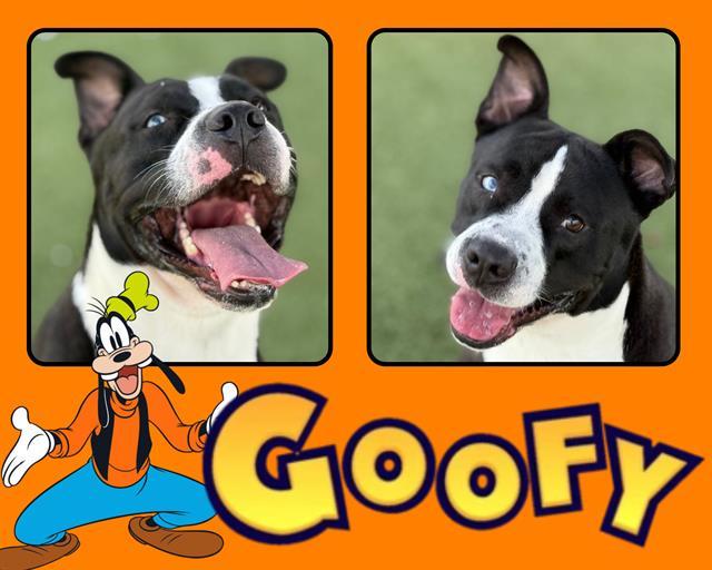 GOOFY, Adoptable, Adult Male Pit Bull Terrier & Mixed Breed.