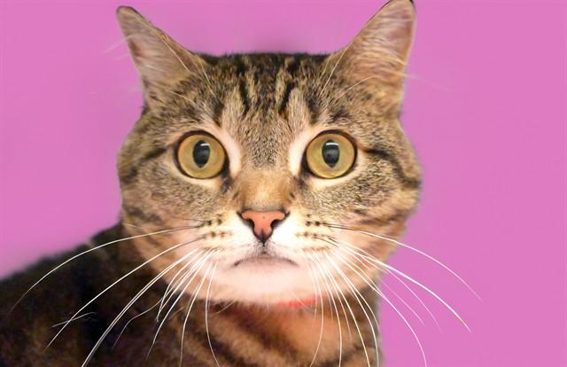 Enlarge MIA, a Adoptable Domestic Short Hair in Fort Lauderdale, FL image 1/1