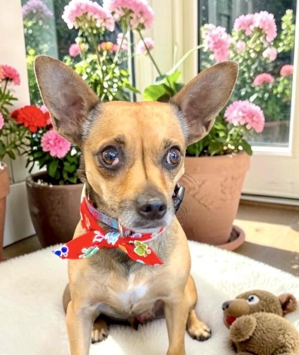 Juliet, an adopted Chihuahua in Perry, IA image 1/6