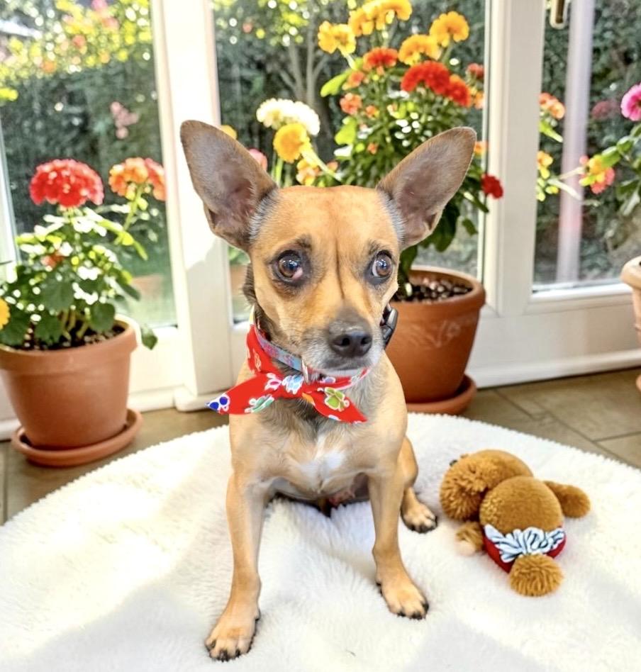 Juliet, an adopted Chihuahua in Perry, IA image 5/6