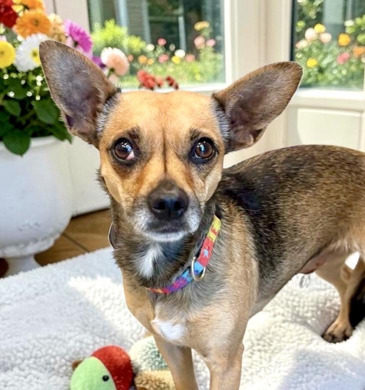 Juliet, an adopted Chihuahua in Perry, IA image 6/6
