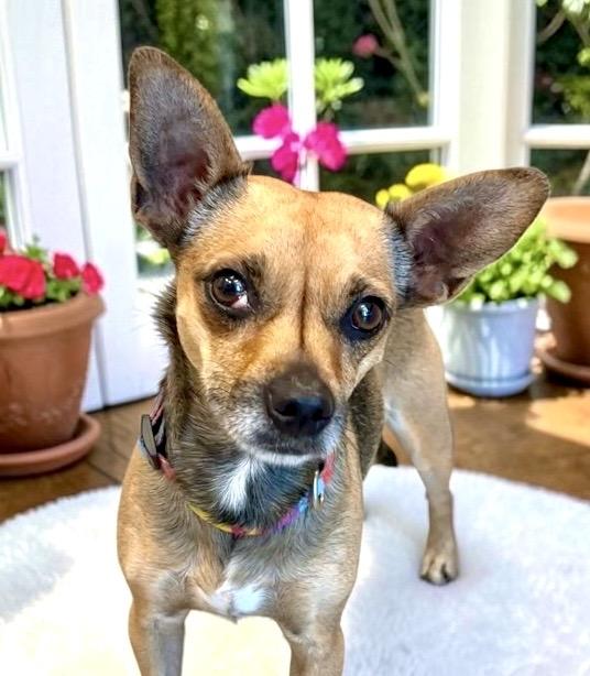 Juliet, an adopted Chihuahua in Perry, IA image 2/6