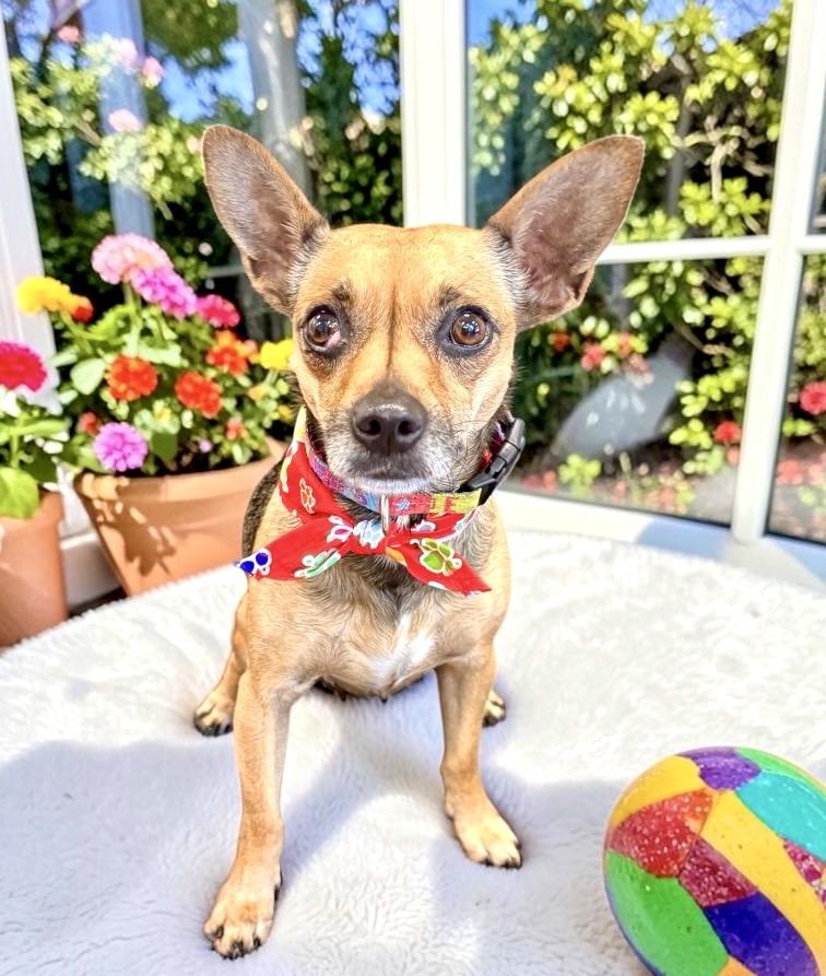 Juliet, an adopted Chihuahua in Perry, IA image 4/6