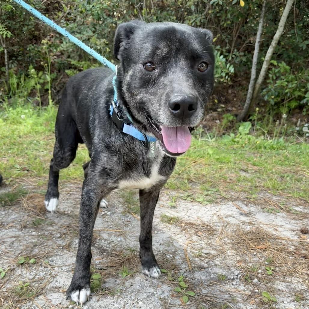 Trout, Adoptable, Adult Male Black Labrador Retriever & Pit Bull Terrier.