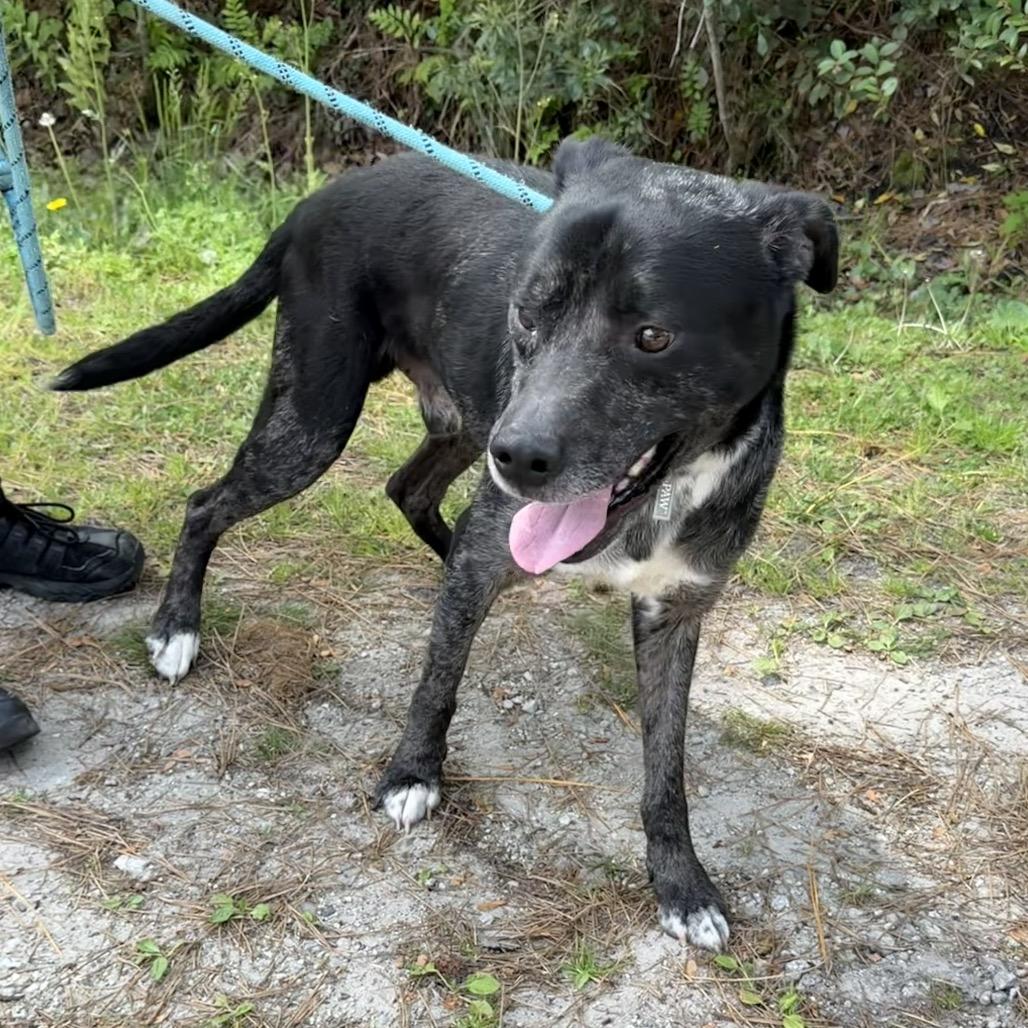 Enlarge Trout, a Adoptable mixed breed in Newport, NC image 2/6