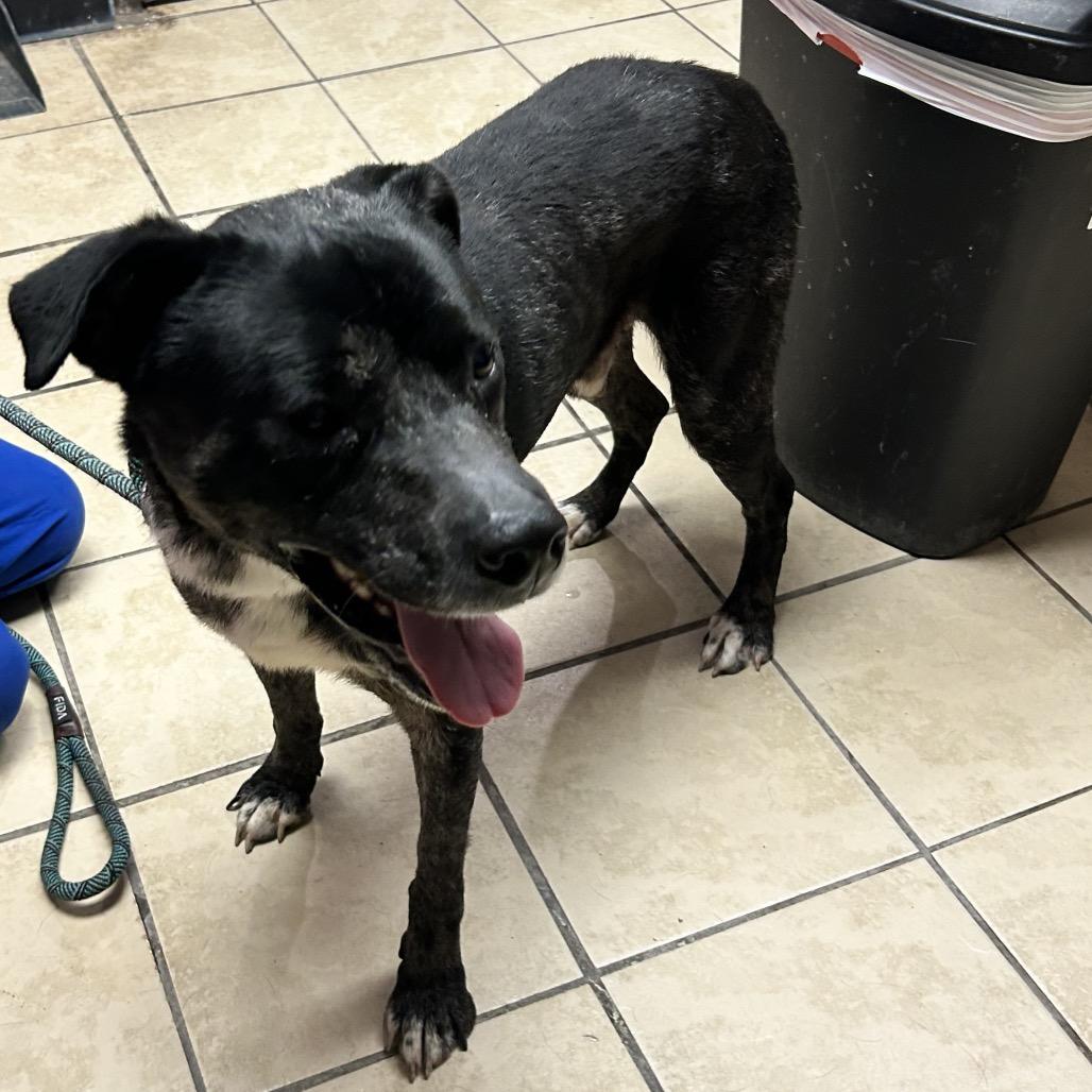 Enlarge Trout, a Adoptable mixed breed in Newport, NC image 3/6