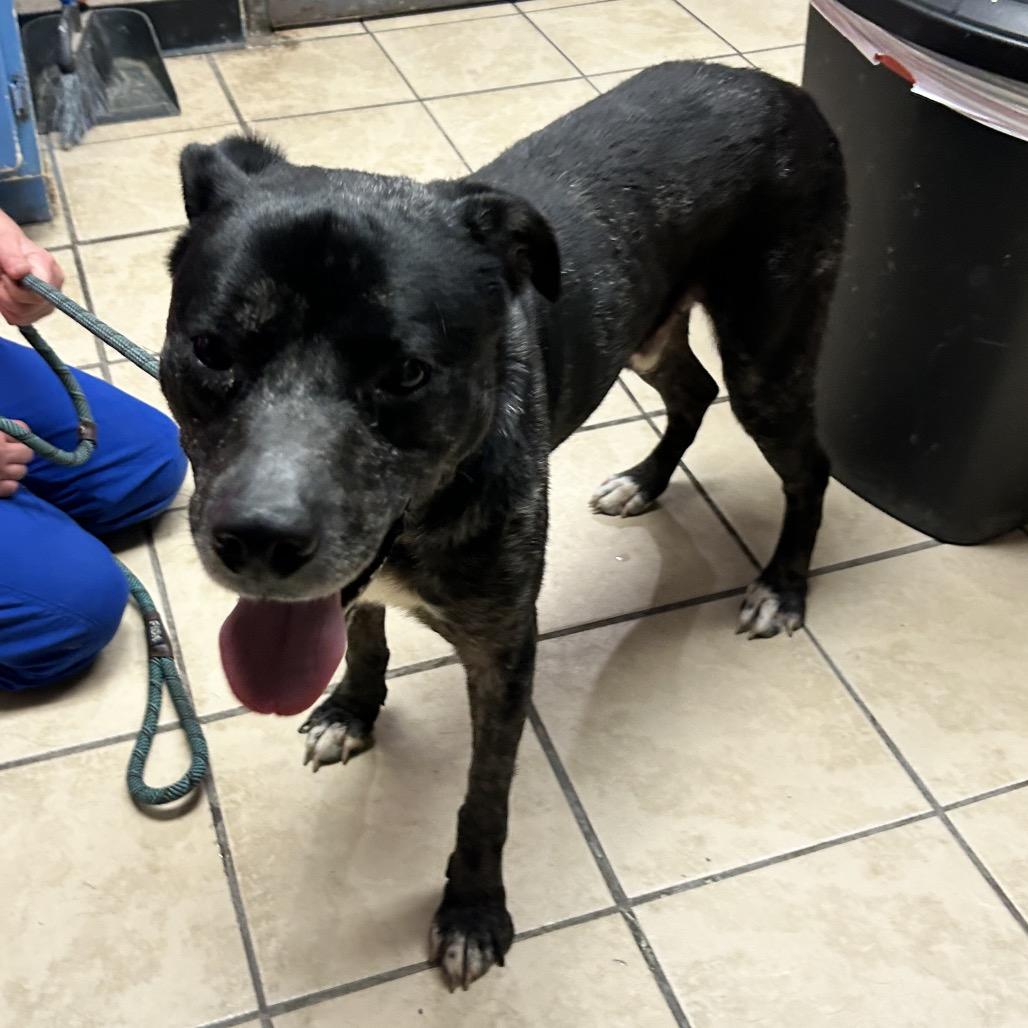 Enlarge Trout, a Adoptable mixed breed in Newport, NC image 5/6