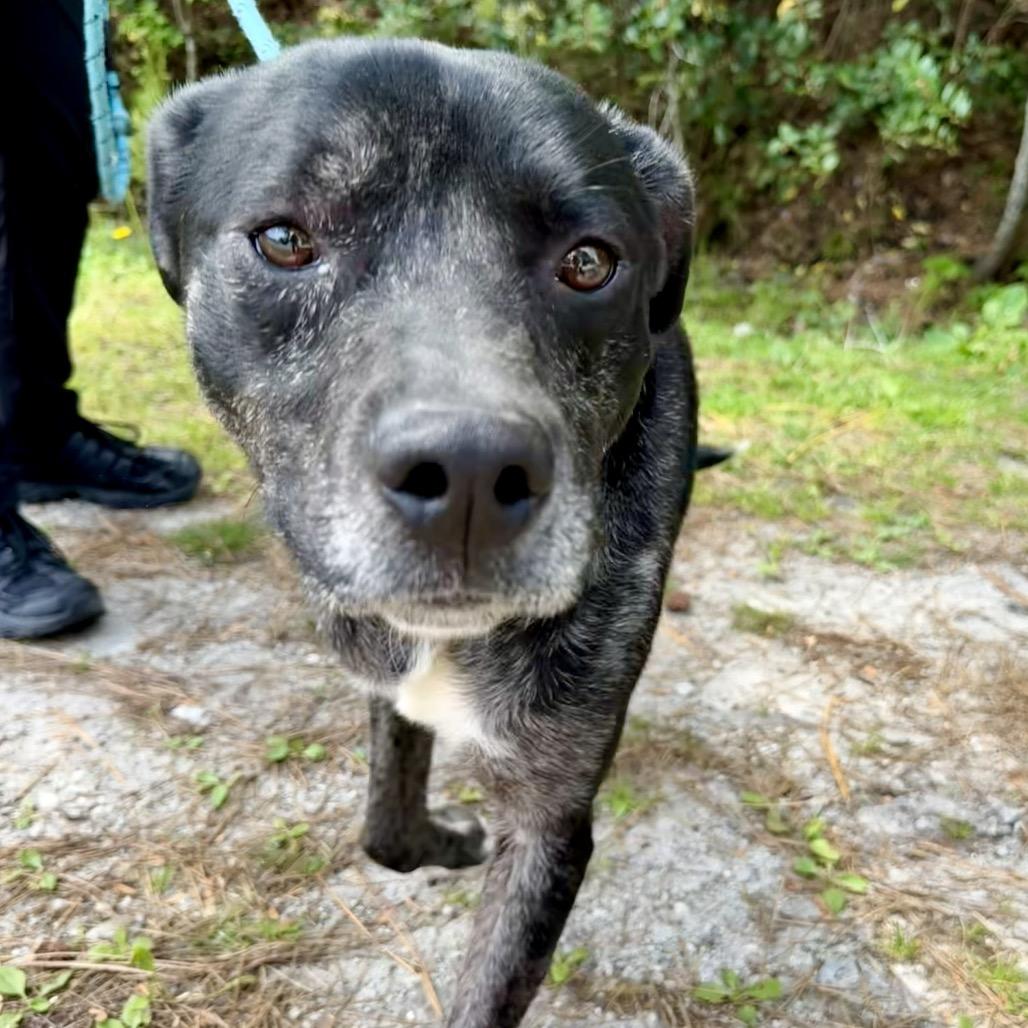 Enlarge Trout, a Adoptable mixed breed in Newport, NC image 6/6
