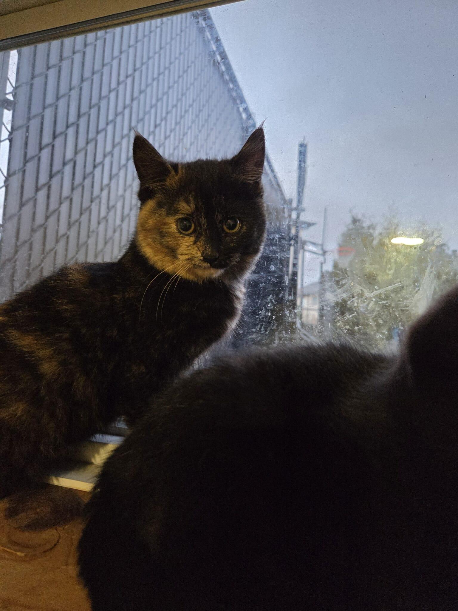 Delilah, ADOPTABLE, Kitten Female Domestic Short Hair.