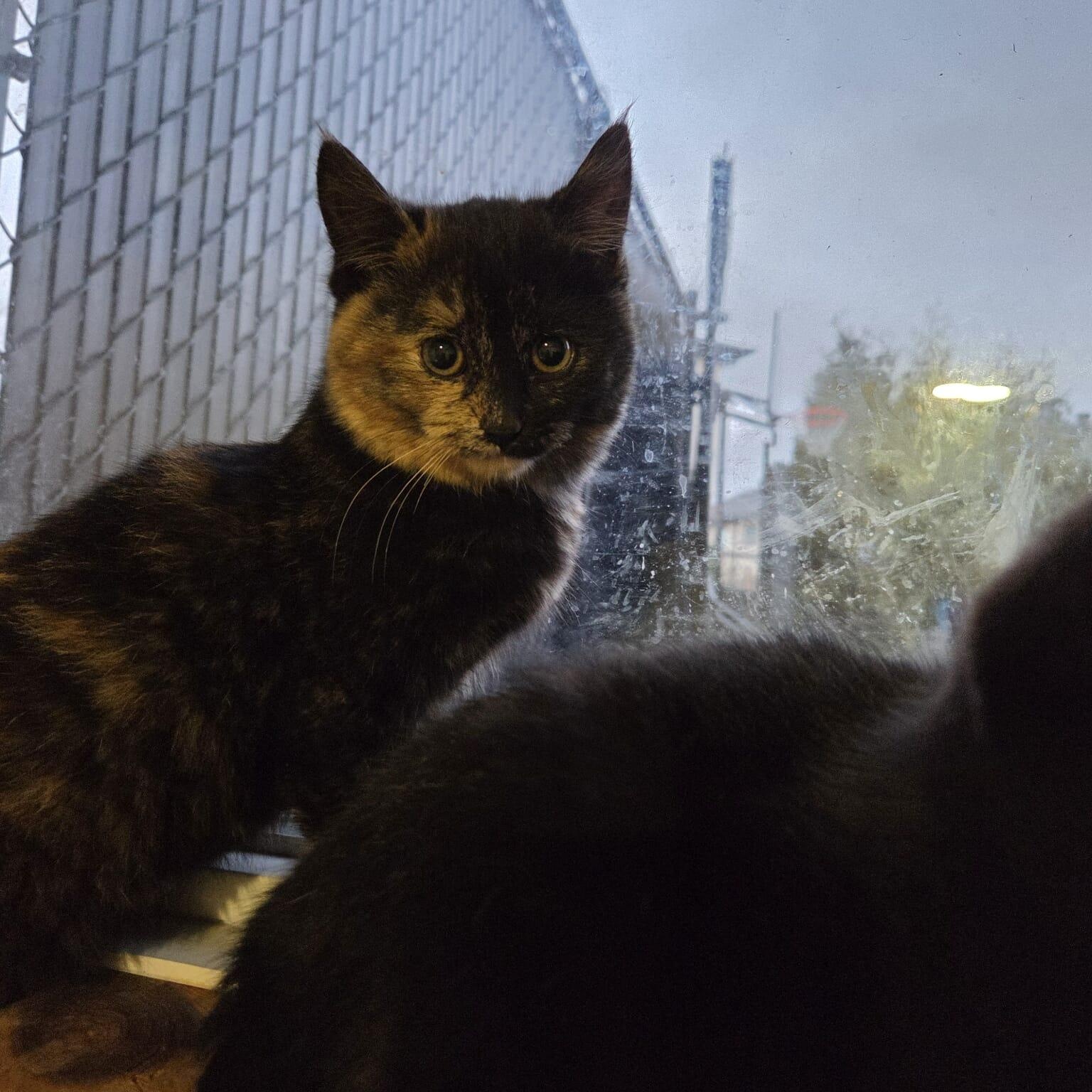 Delilah, a ADOPTABLE Domestic Short Hair in Wakefield, QC image 1/3