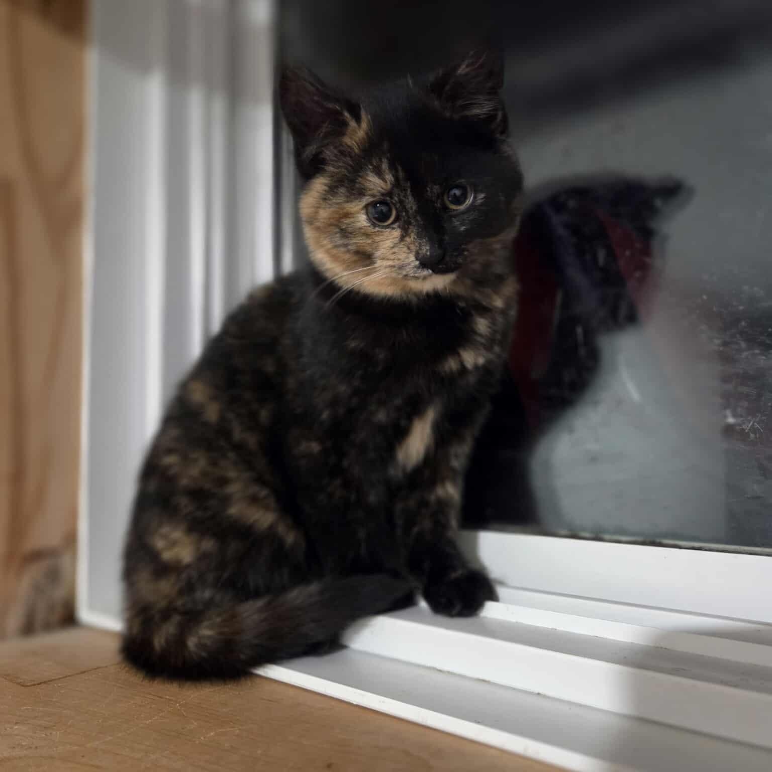 Delilah, a ADOPTABLE Domestic Short Hair in Wakefield, QC image 2/3