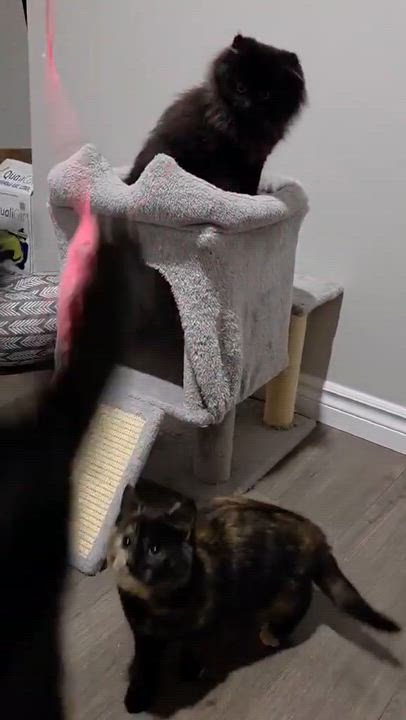 Enlarge Delilah, a ADOPTABLE Domestic Short Hair in Wakefield, QC video 3/3