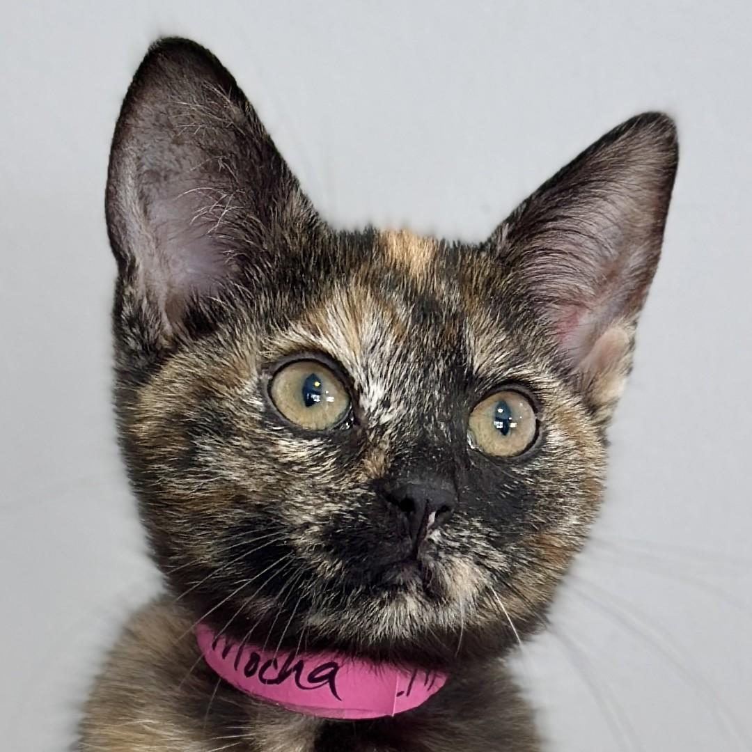 Little Mocha, adopted, Kitten Female Domestic Short Hair.