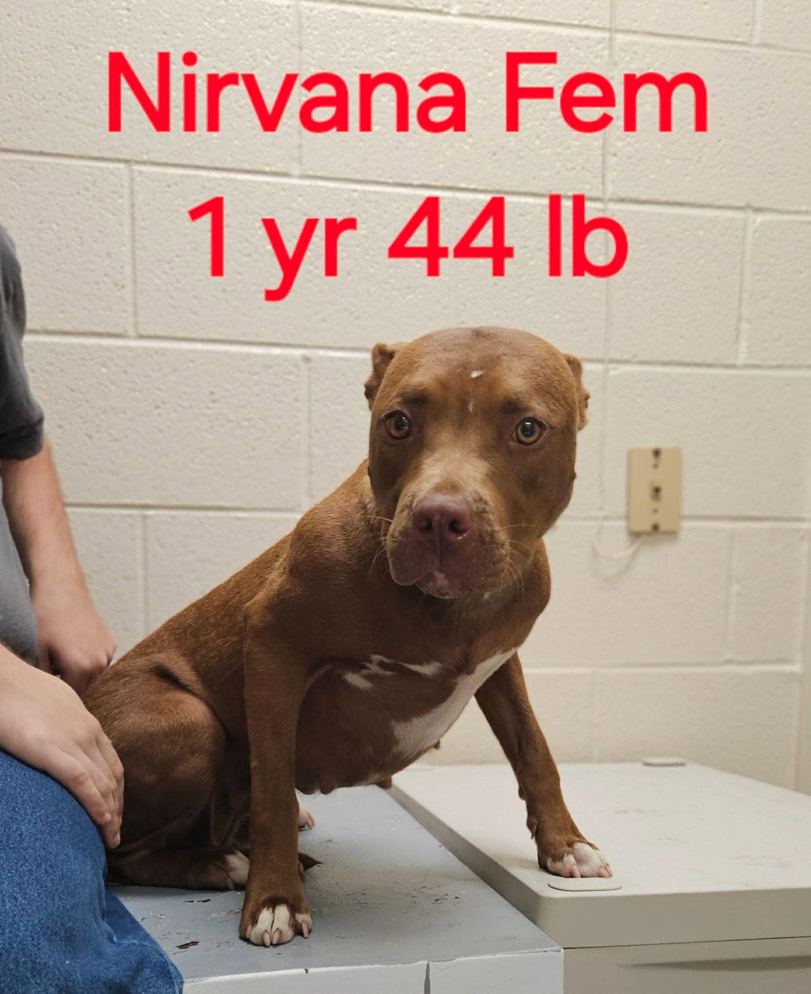 Nirvana, Adoptable, Young Female Pit Bull Terrier.