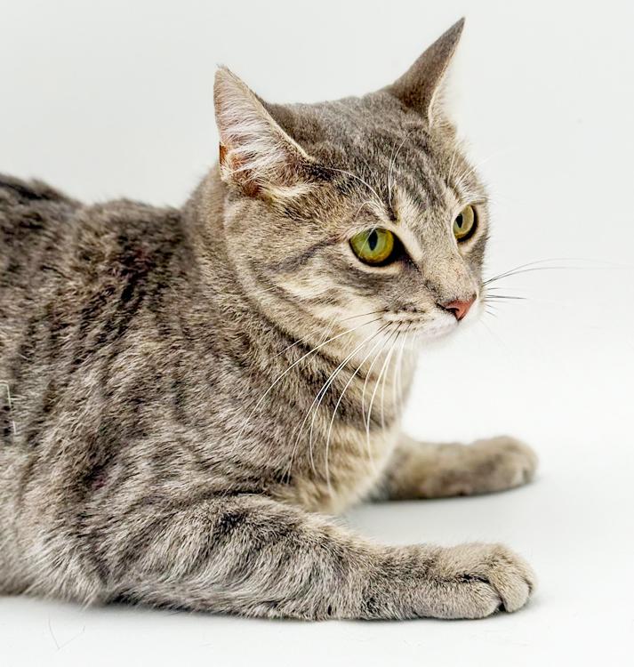 Enlarge Luna is a LOVE LOVE LOVE - lap cat!  VIDEO!, a Adoptable mixed breed in Bedford Hills, NY image 5/6